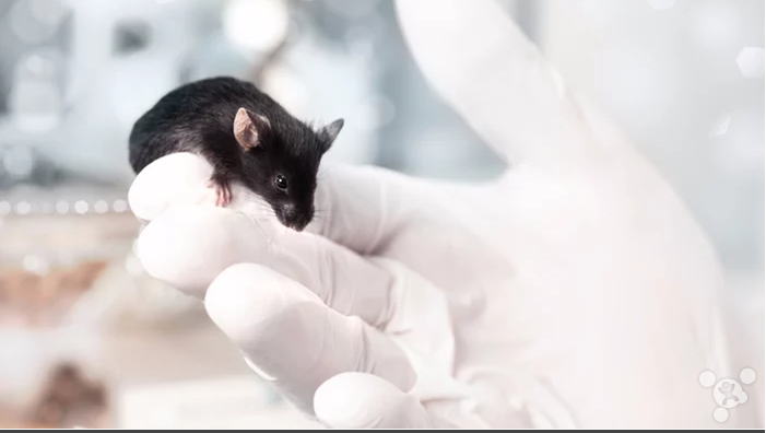 Removes damaged cells may mouse 35% of life extension